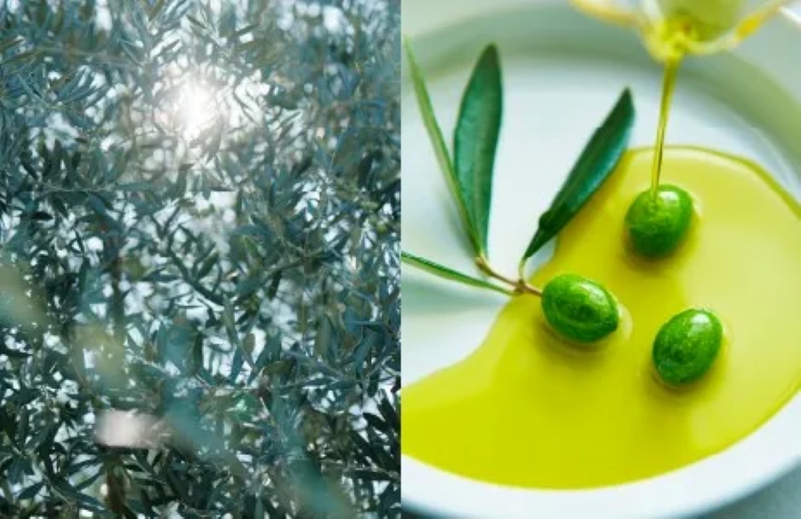 江田島搾り オリーブオイル