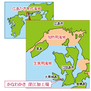 かなわかきは、生食用海域でも特に清浄な海域で育成しています